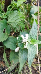 Lamium album
