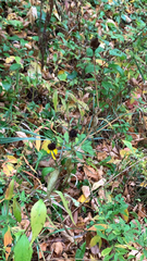 Rudbeckia triloba