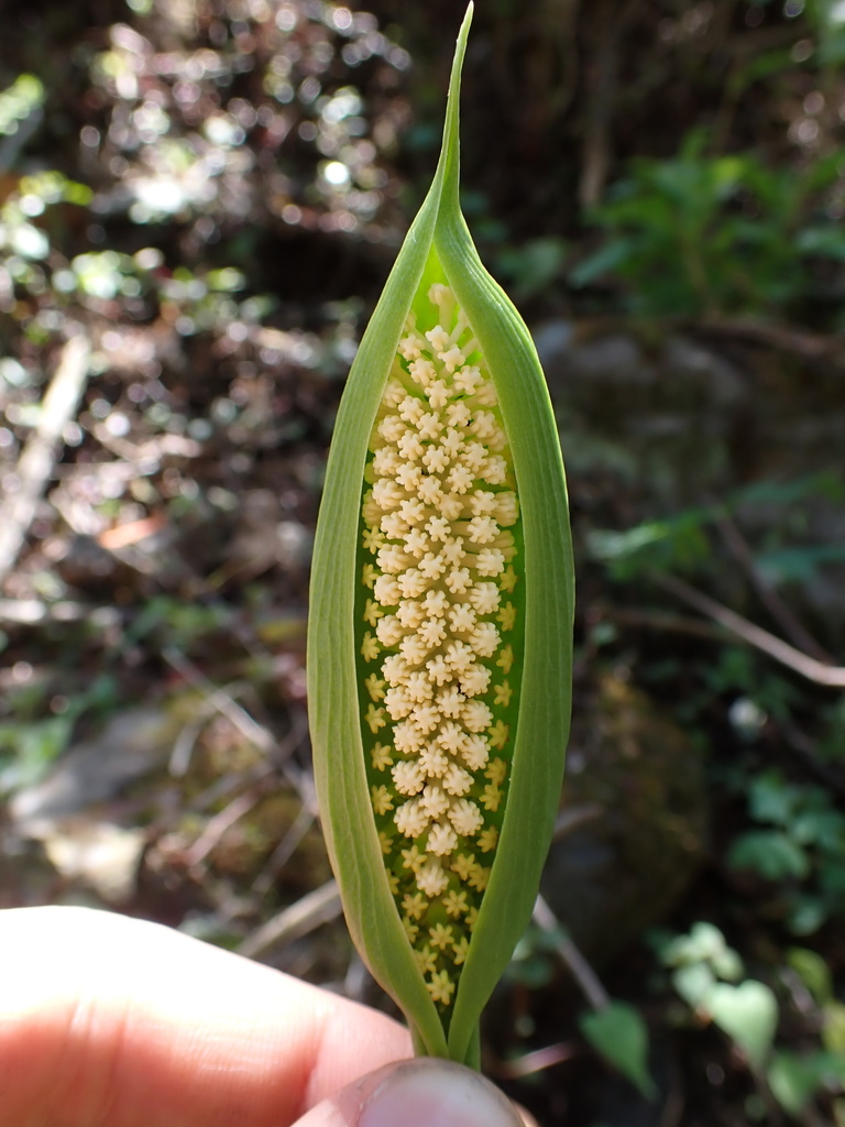 Spathantheum orbignyanum