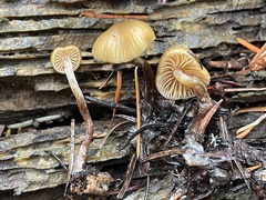 Galerina badipes