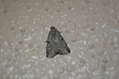 Maliattha concinnimacula