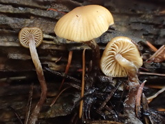 Galerina badipes