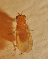 Camptoprosopella slossonae