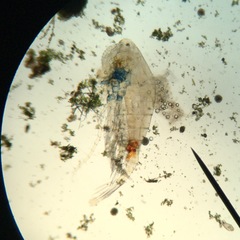 Betairidovirinae