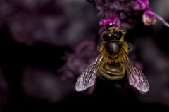 Apis mellifera