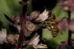 Apis mellifera