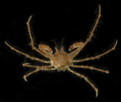 Chorilia longipes