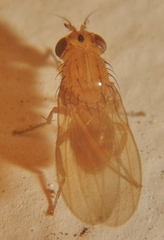 Camptoprosopella slossonae