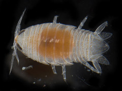 Aegiochus symmetrica