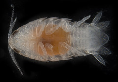 Aegiochus symmetrica
