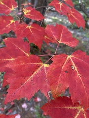 Acer rubrum image