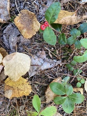 Gaultheria procumbens image