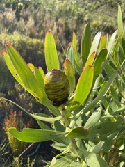 Alatosperma
