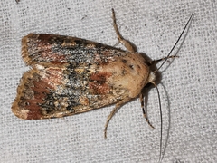 Polymixis argillaceago