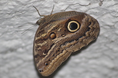 Caligo illioneus