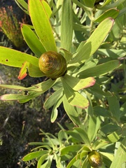 Alatosperma