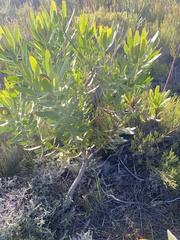 Alatosperma