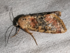Polymixis argillaceago