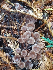 Paragymnopus sequoiae