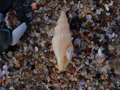 Guraleus tasmanicus