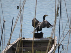 Phalacrocorax carbo