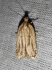 Agonopterix umbellana