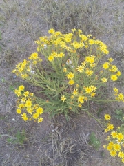 Senecio heterotrichius