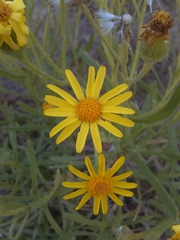 Senecio heterotrichius