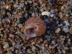 Eurytrochus strangei