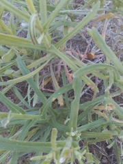 Senecio heterotrichius