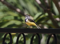 Motacilla flaviventris