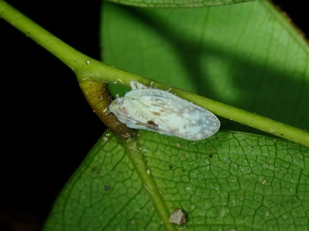 Stenume