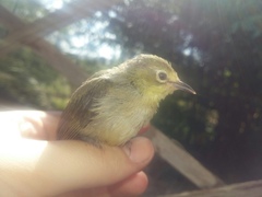 Zosterops virens virens