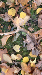 Odocoileus virginianus