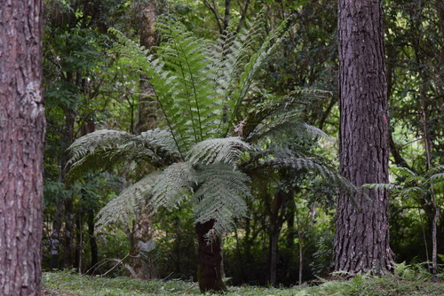 Dicksonia sellowiana (Dicksonia sellowiana)