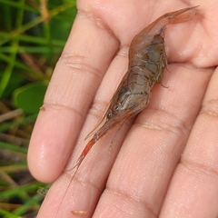 Macrobrachium acanthurus