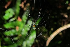 Leucauge argyrobapta image