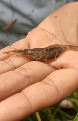 Macrobrachium acanthurus