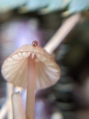 Mycena pterigena