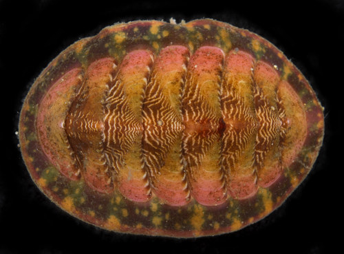 Remarkable Red Chiton
