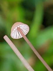 Mycena pterigena