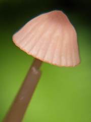 Mycena pterigena