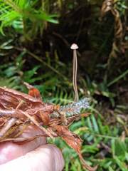 Mycena pterigena
