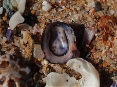 Patelloida latistrigata