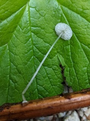 Mycena stylobates