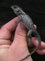 Sceloporus torquatus binocularis