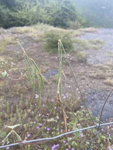 Macroptilium longepedunculatum (Macroptilium longepedunculatum)