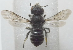 Hoplitis benoisti
