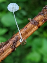 Mycena stylobates