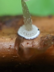 Mycena stylobates